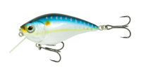 American Shad 