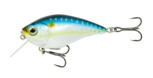 American Shad 