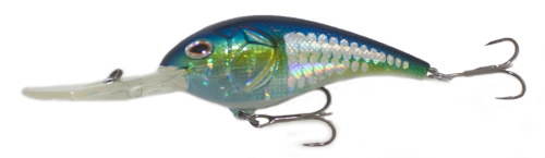 American Shad 